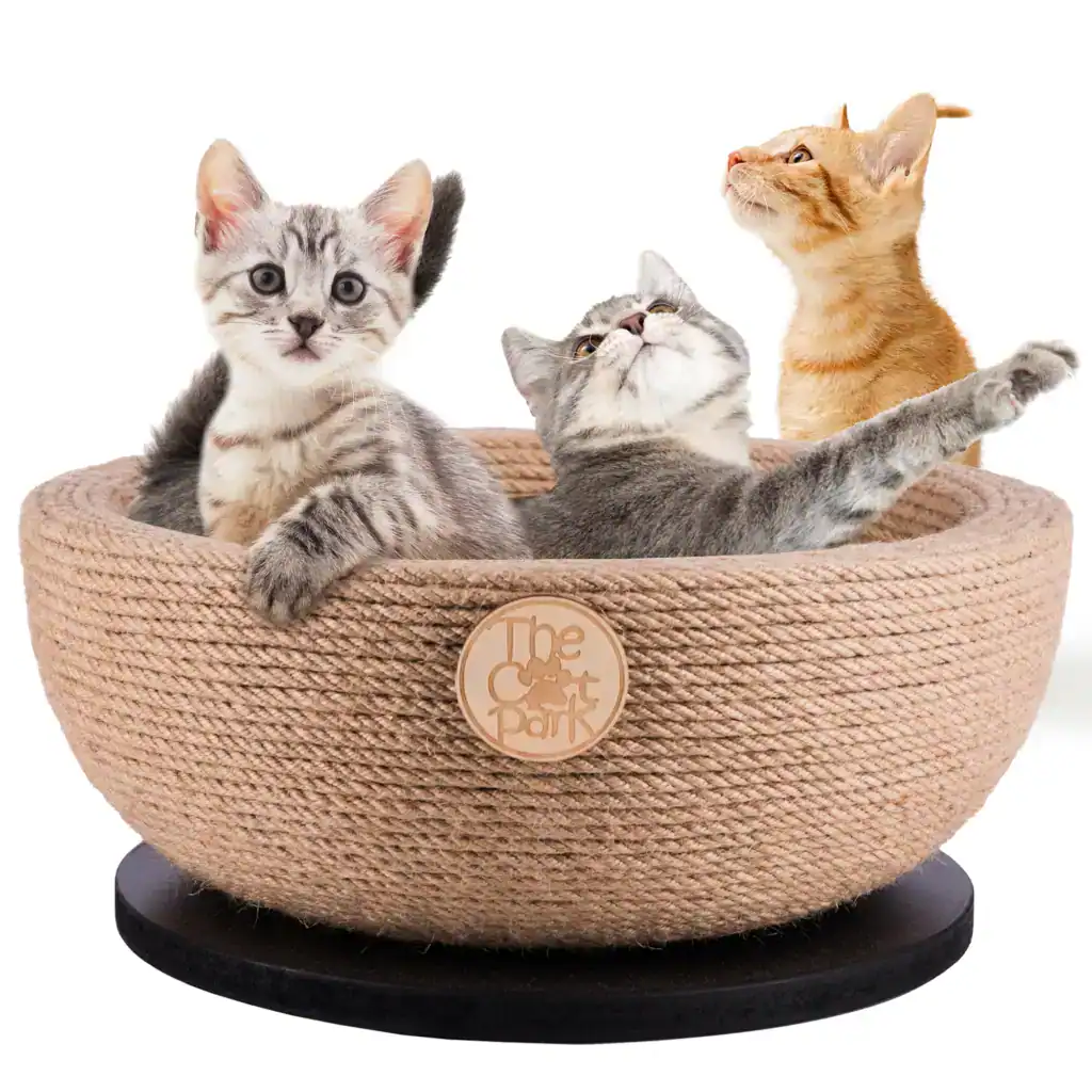 Amazon lifestyle hero image featuring kittens in a branded rope basket, perfect for pet product listings with personality and warmth.