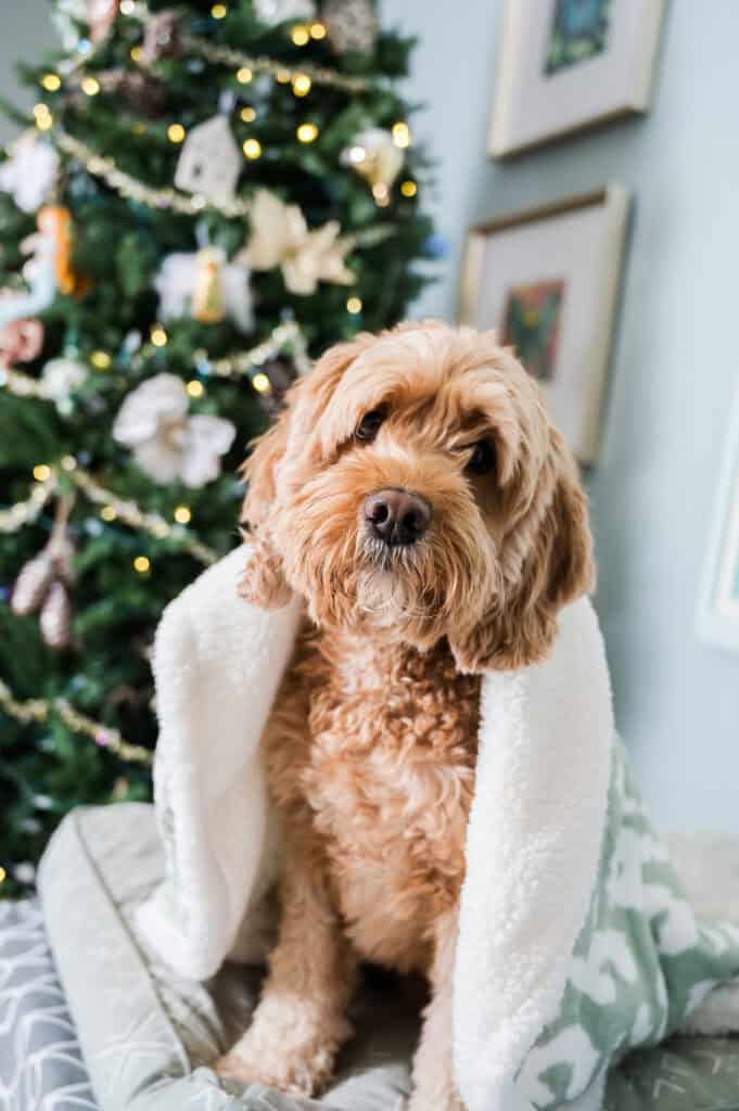 pet product photography with live animals for amazon - branding photography and design