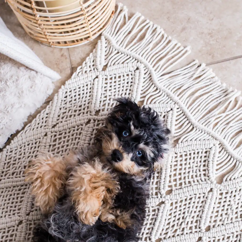 Cozy lifestyle photo of small dog on woven rug, showcasing product use in a real-life setting for Amazon pet and home listings.