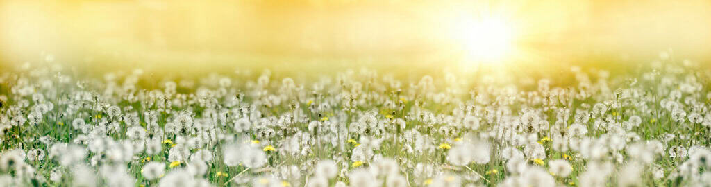 Dandelion seed, fluffy blow ball, sunset in meadow of dandelion