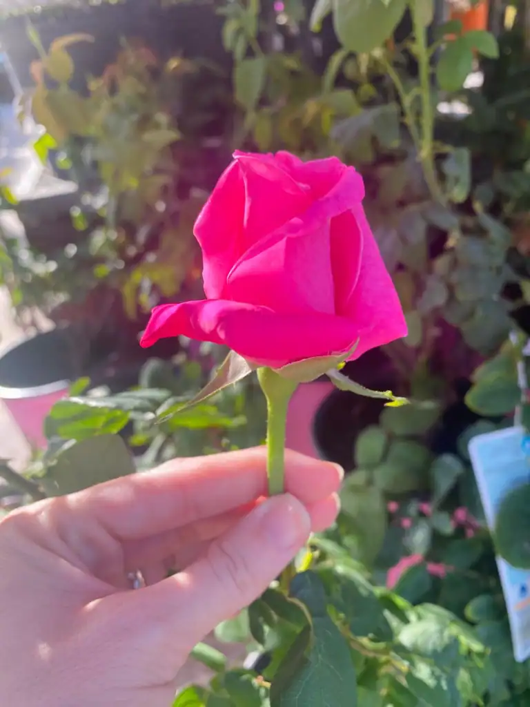 perfect pink rose bud bright hot pink, one of the highest frequency plants on the planet