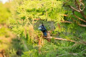 Bird nestled in a tree nest surrounded by vibrant green leaves and branches.