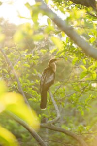 A solitary bird with brown and white feathers sitting on a tree branch amidst lush green foliage, bathed in warm, golden sunlight.