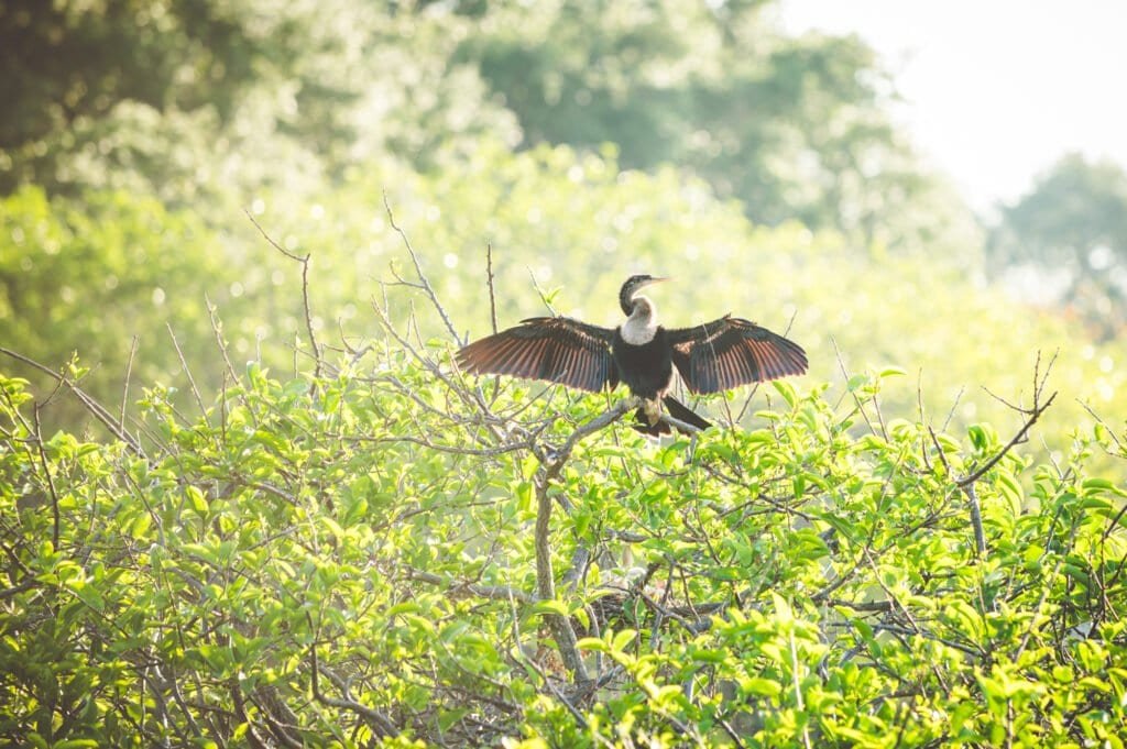 A majestic bird with outstretched wings perched on a branch amidst vibrant foliage in a serene natural setting.