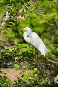 A graceful white heron standing on a branch amidst lush green foliage in Palm Beach County, Florida. The serene scene captures the natural beauty and tranquility of the local wildlife habitat.