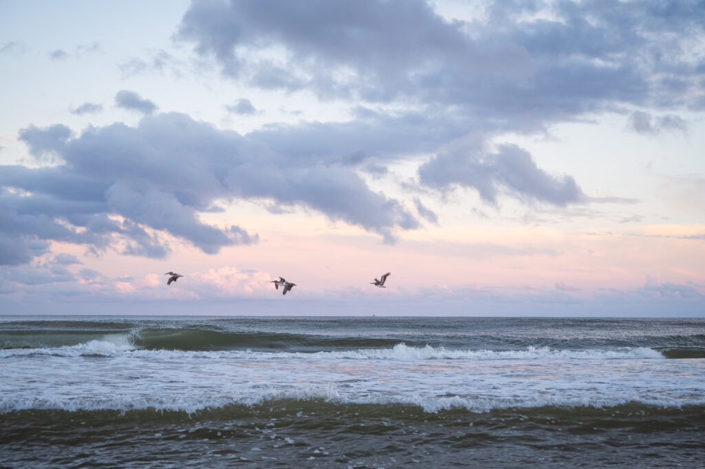 coastal fine art in palm beach inspired by sunsets on the beach and local wildlife