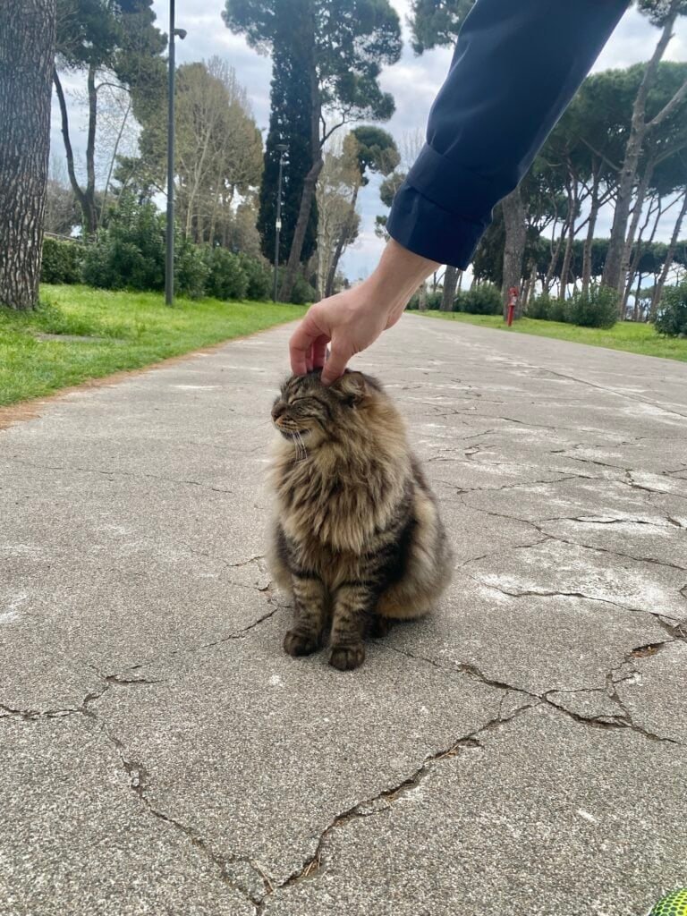 Person in a dark jacket gently petting a long-haired tabby cat on a paved pathway in a lush park with tall trees and green grass.