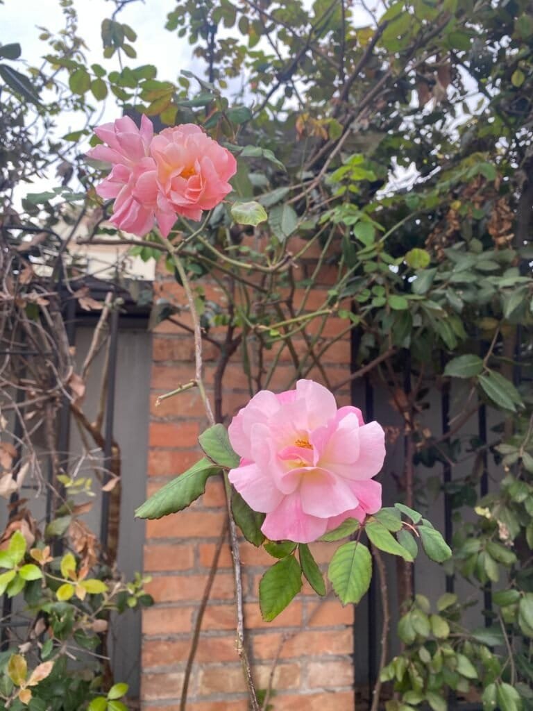 Pink roses with lush green leaves against a rustic brick wall and garden foliage.