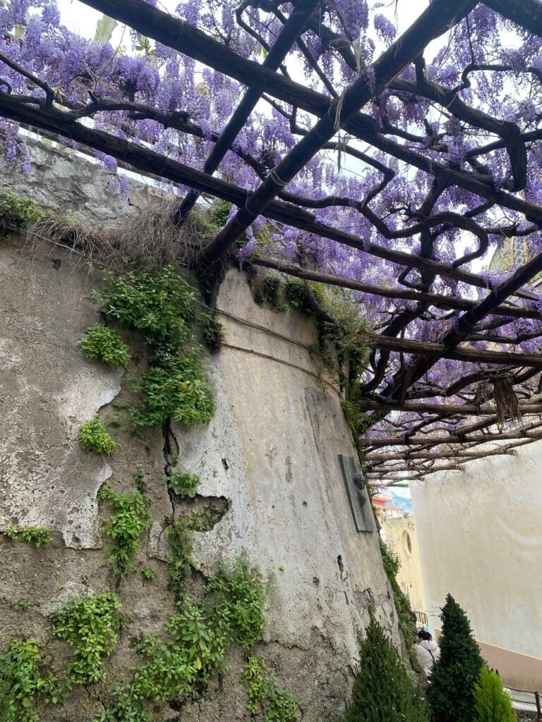 Wisteria vines cascading over an old stone wall in Italy, showcasing vibrant purple flowers and lush greenery in a picturesque outdoor setting.