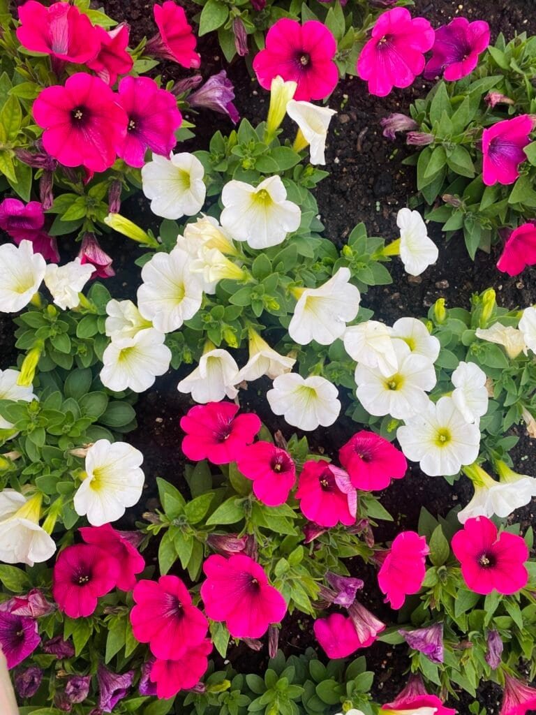 Bright pink and white petunias with lush green foliage, planted in rich soil, showcasing a lively garden display.