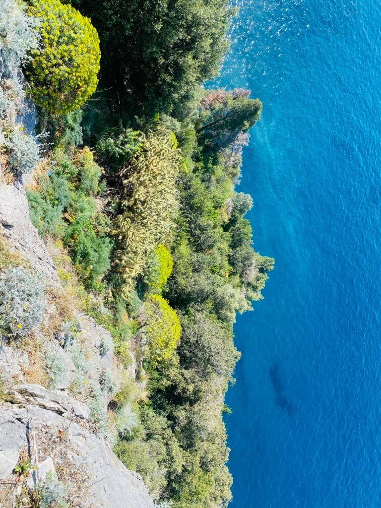 Lush greenery and vibrant plants along a rocky coastline with clear blue waters in the background.