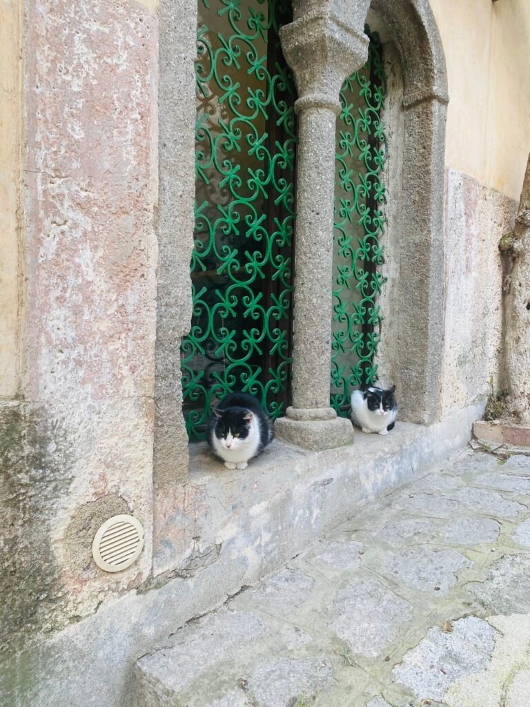 Charming cats resting on a stone windowsill in Italy.