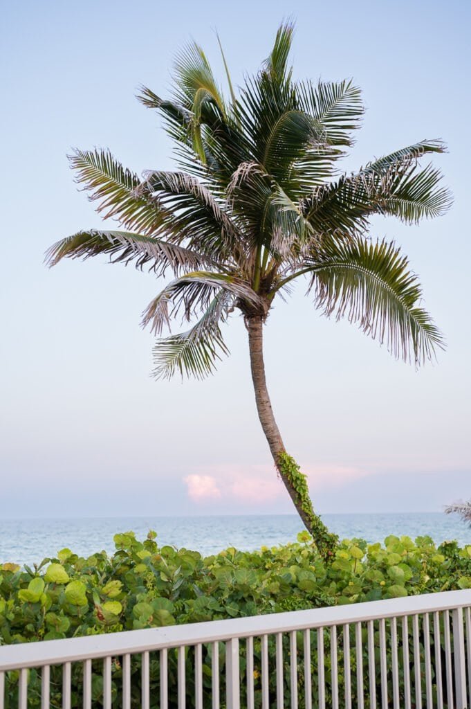 A lush palm tree leaning slightly over a white railing with green foliage at its base, overlooking a calm ocean under a clear sky.