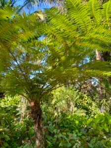 A vibrant green tropical fern with large, arching fronds basking in sunlight amidst a dense garden setting.
