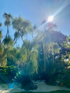 A vibrant tropical garden scene featuring tall, lush trees with hanging foliage, illuminated by bright sunlight and a clear blue sky, creating a serene and inviting atmosphere.