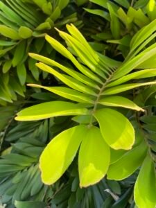 A close-up of vibrant green tropical leaves illuminated by sunlight, showcasing their lush texture and natural beauty.