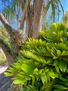 A vibrant display of lush green tropical plants with broad leaves, set against the textured bark of a mature tree under a clear blue sky.