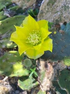 Bright yellow cactus flower with white stamens blooming on a prickly pear cactus.