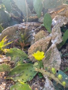Cacti and succulents growing among rocks in a desert garden setting.