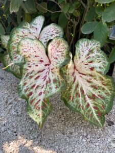 Vivid caladium leaves with green, white, and red patterns, growing in soil among lush foliage.