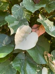 Close-up of variegated and green ivy leaves with sunlight filtering through, showcasing their diverse textures and shades in a natural setting.