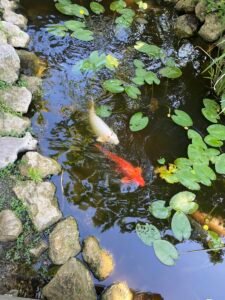 iphone photography of Koi fish swimming in a tranquil garden pond surrounded by rocks and lily pads.