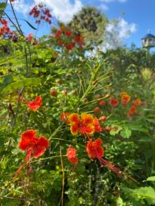 Vibrant hibiscus flowers blooming in a tropical garden, showcasing bright orange and red petals amidst green foliage, with a clear blue sky and a garden gazebo in the background.