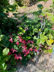 Garden scene featuring vibrant pink flowers, a decorative metal chair, and abundant greenery in a serene outdoor setting.