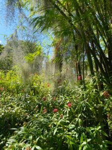 Vibrant tropical garden scene featuring tall bamboo, lush greenery, and blooming pink flowers under a clear blue sky. Perfect for nature lovers and garden enthusiasts.