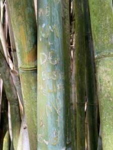 Close-up of green bamboo stalks with carved words and symbols, showing natural textures and weathered surface.
