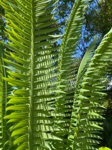 Tropical palm leaves with vibrant green fronds against a bright blue sky, showcasing lush foliage and natural sunlight filtering through the leaves.