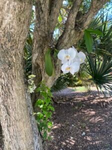 Close-up of a white orchid flower blooming on a tree trunk with green foliage in the background.