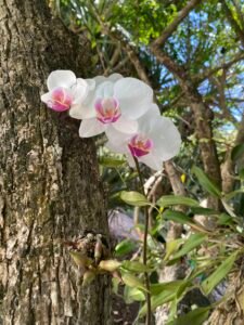 Beautiful white orchids with pink centers blooming on a tree trunk in a lush garden setting. The vibrant greenery and blue sky create a serene natural scene.