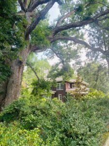 A large, ancient tree with sprawling branches overlooking a charming house surrounded by lush greenery in Asheville, North Carolina.