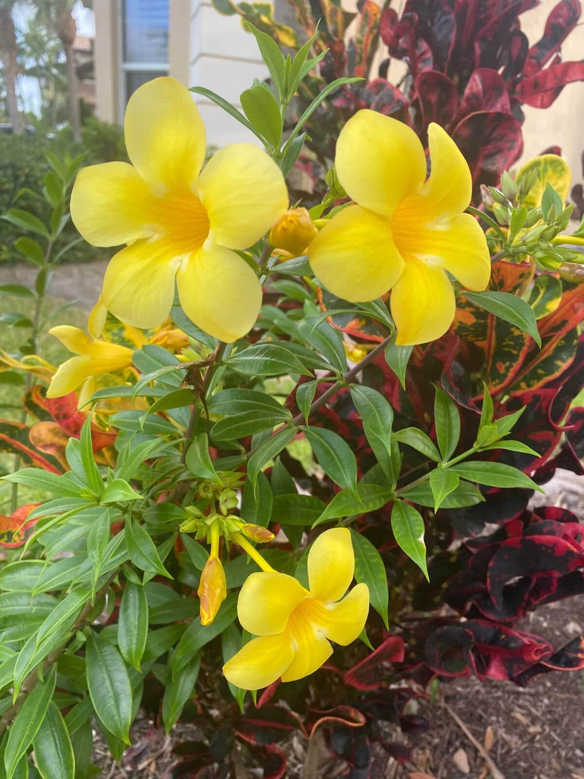 allamanda flowers in florida garden