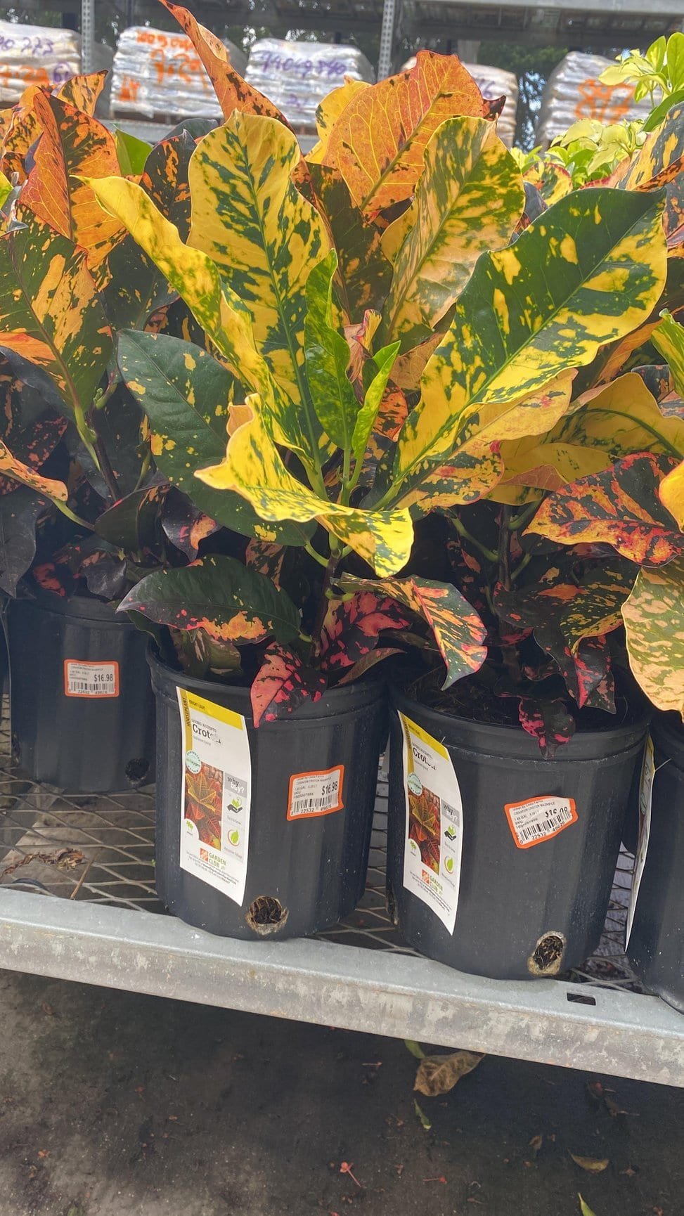 croton magnificents in pots at home depot