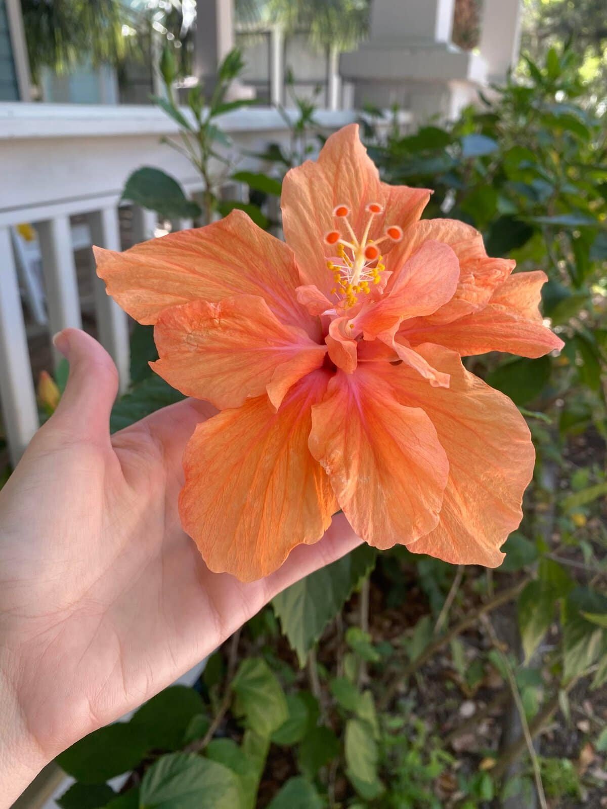 orange hibiscus flowers in florida