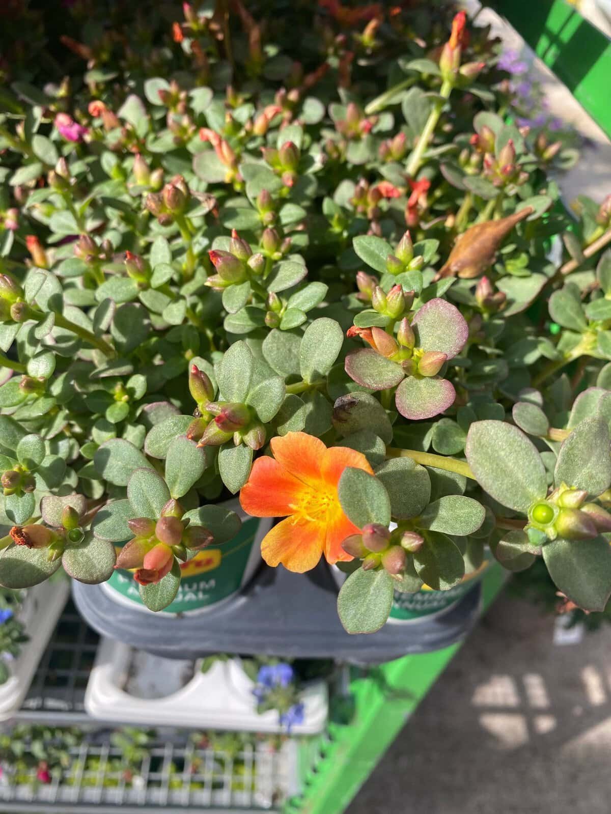 orange purslane