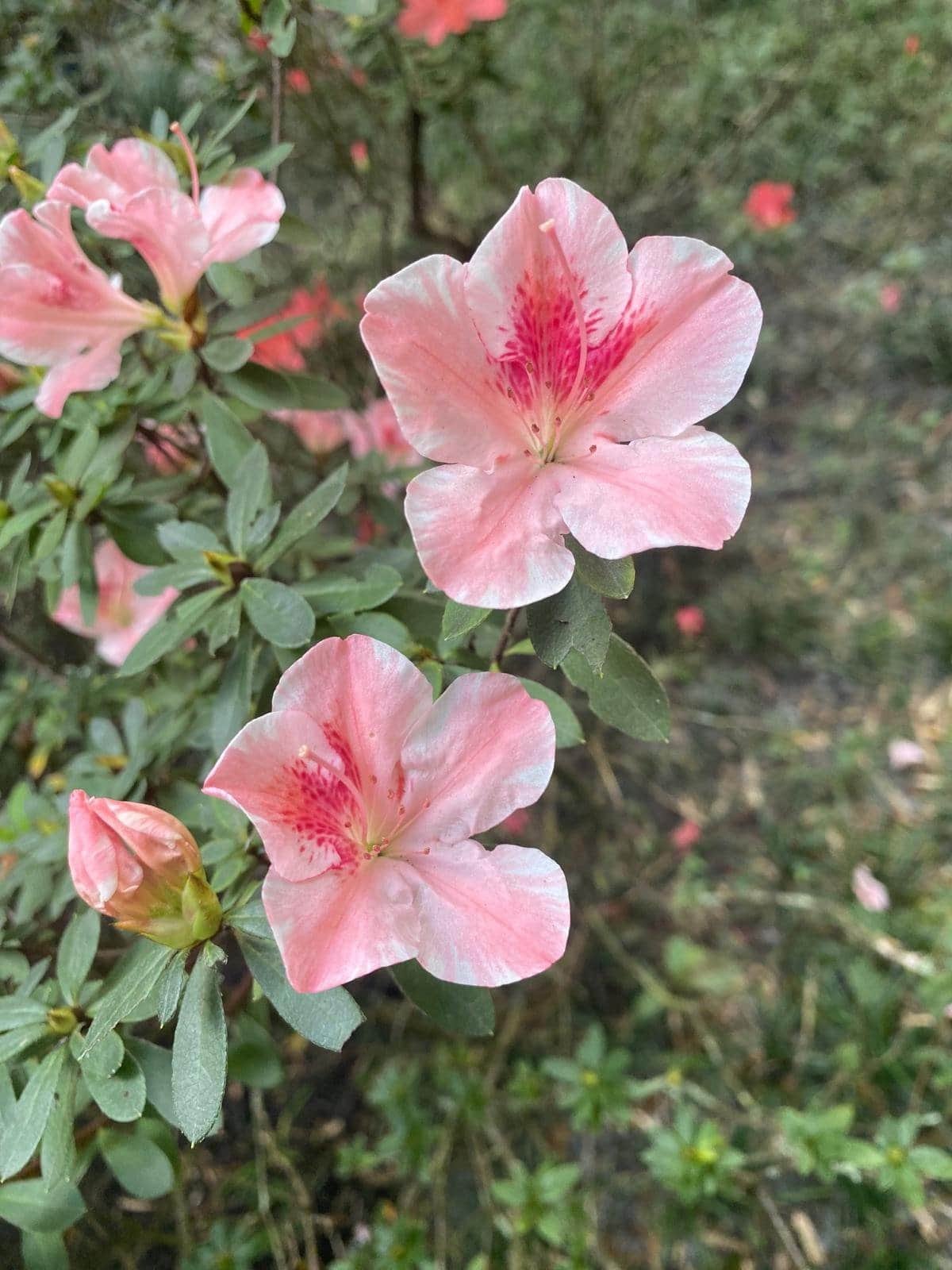 pink azalea flowers blooming at morikami japanese garden