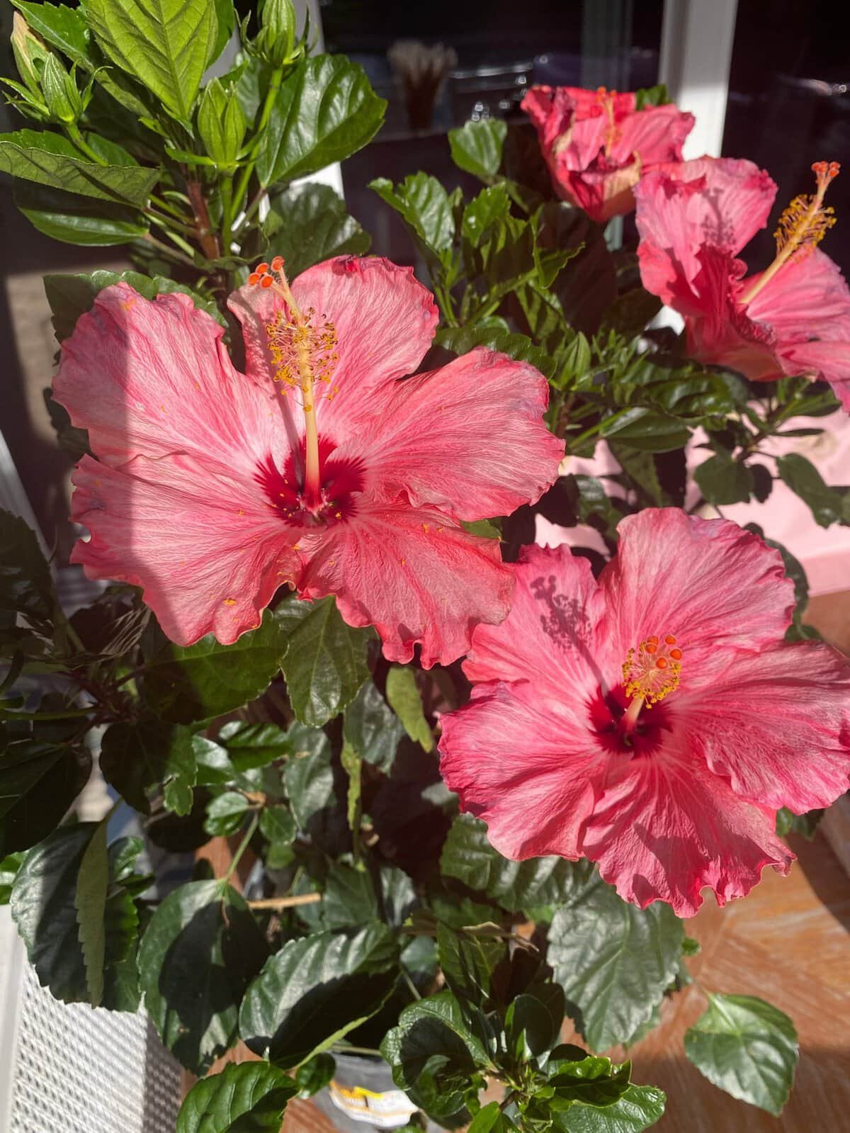pink frilly hibiscus flowers in a florida garden