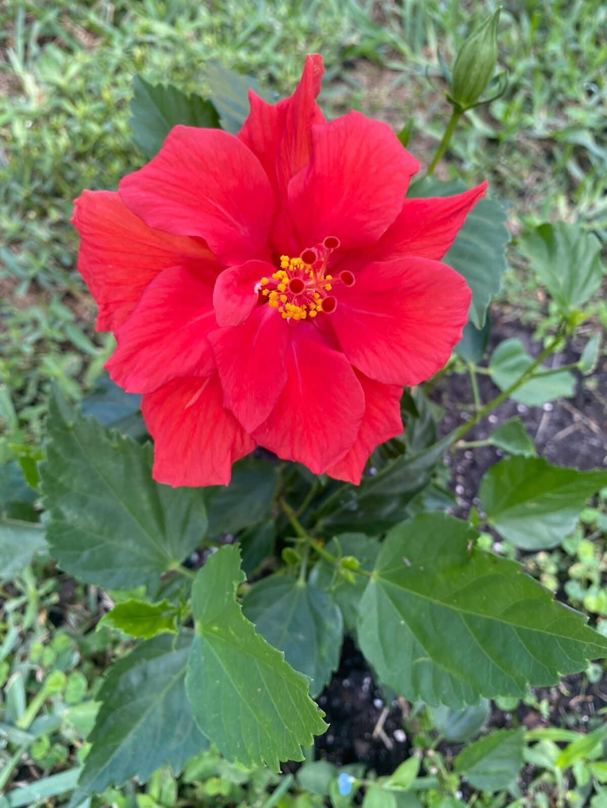 red hibiscus South florida garden
