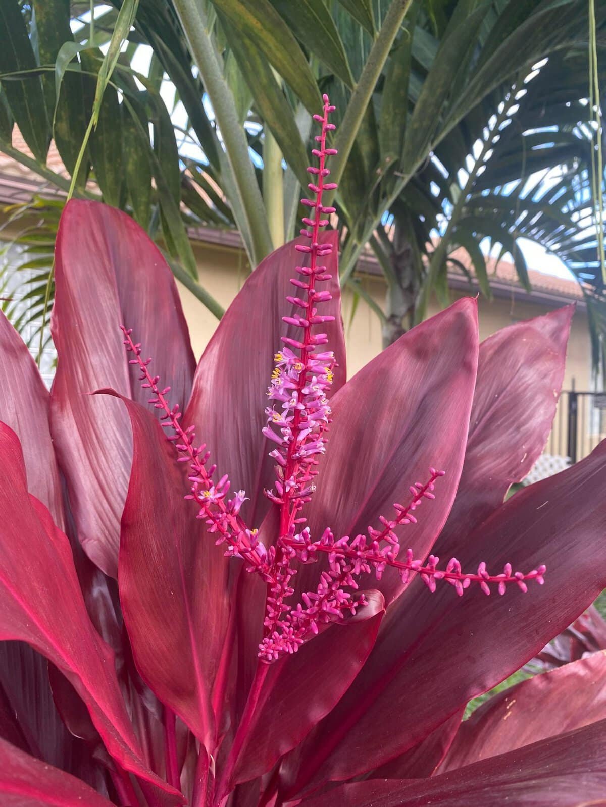 Red ti sister plant florida