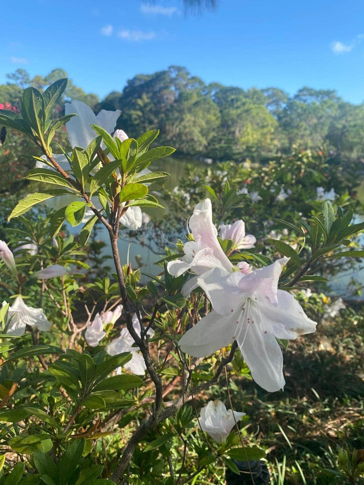 white flowers blooming in a South Florida garden